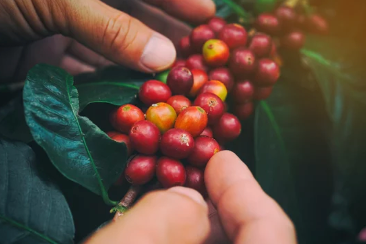 Colombia Valle Del Cauca - Sugarcane Decaf (Medium Roast)