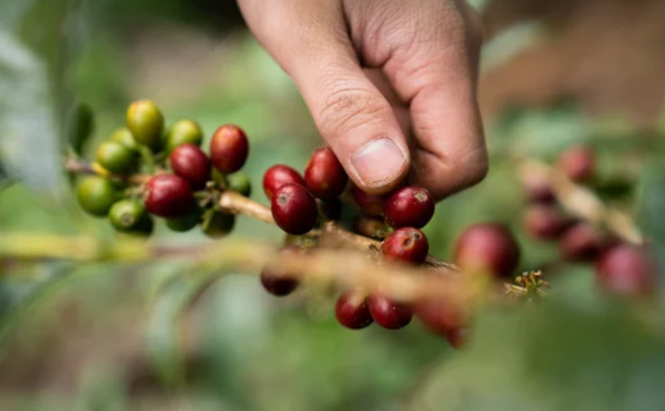 Colombia Huila Pitalito - Washed - Medium-Dark Roast