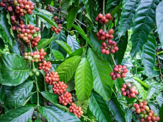 Colombia Huila Pitalito - Washed - Medium-Dark Roast