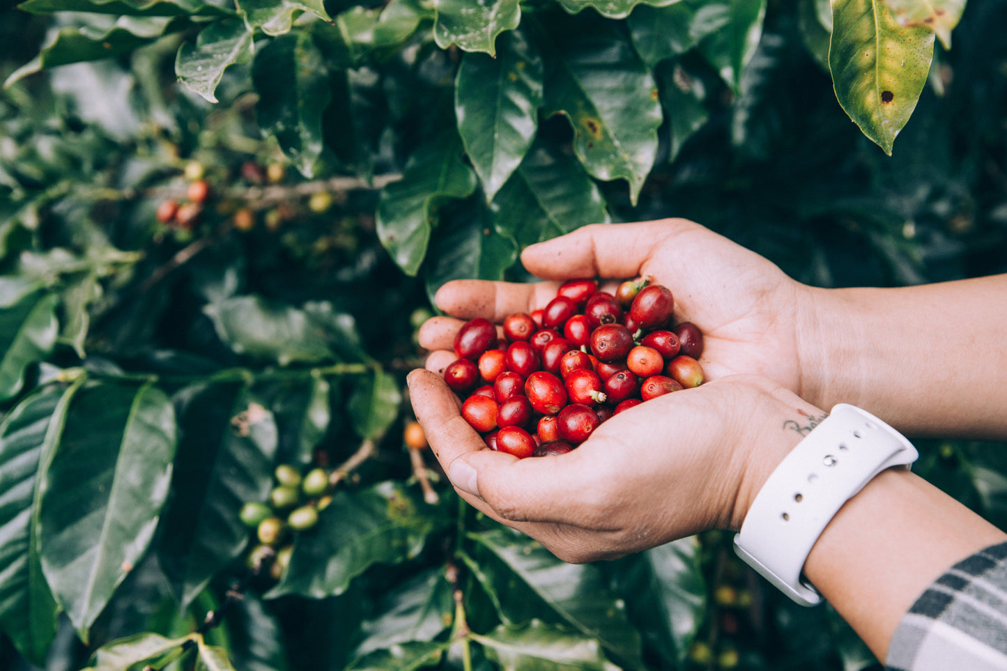 Brazil Minas Gerais - Natural - Medium Roast