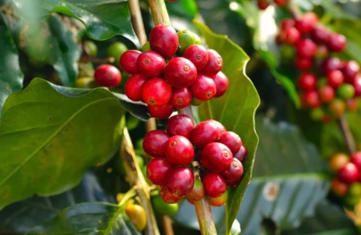 Kinda looks like mistletoe, huh? 