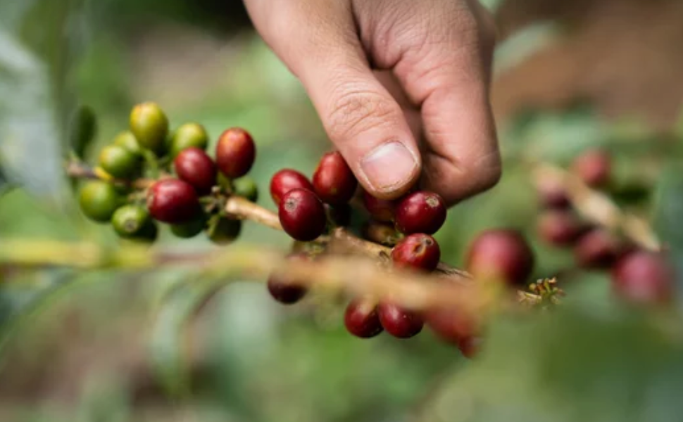 Colombia Patroness - Washed - Light-Medium to Dark